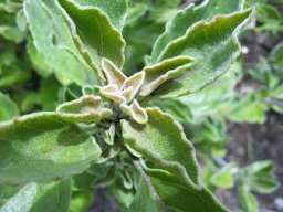 Syncolostemon rotundifolius young stem-tip